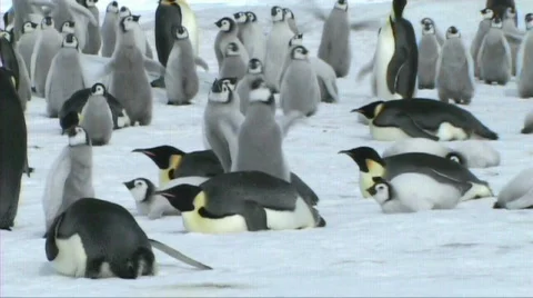 Emperor penguins resting Stock Footage 602754