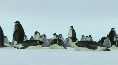 Emperor penguins resting Stock Footage 602877