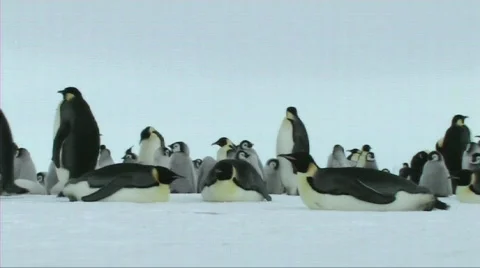 Emperor penguins resting Stock Footage 604043