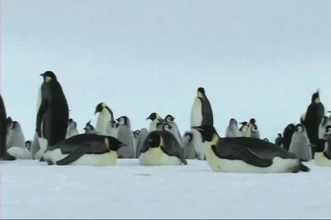 Emperor penguins resting Stock Footage 612715