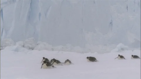 Emperor penguins sliding Stock Footage 74937183