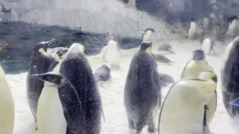 Emperor Penguins Standing Together Behind Glass Enclosure, Wide Shot Video stock 336521355