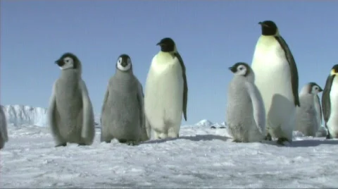 Emperor penguins waiting Stock Footage 603000