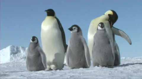 Emperor penguins waiting Stock Footage 603002