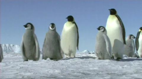 Emperor penguins waiting Stock Footage 604102