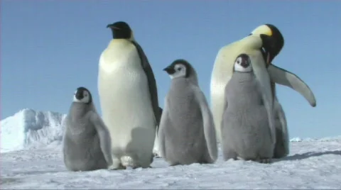 Emperor penguins waiting Stock Footage 604105