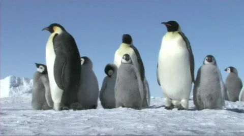 Emperor penguins waiting Stock Footage 604106