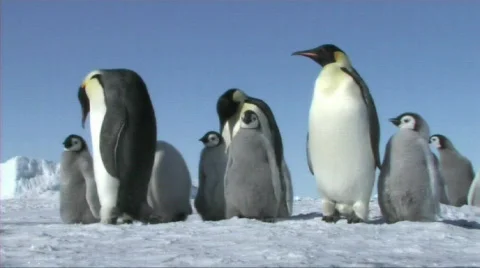 Emperor penguins waiting Stock Footage 604107