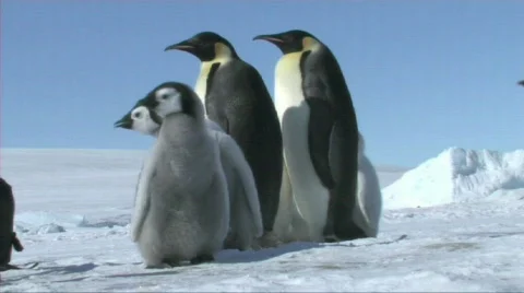 Emperor penguins waiting Stock Footage 604152