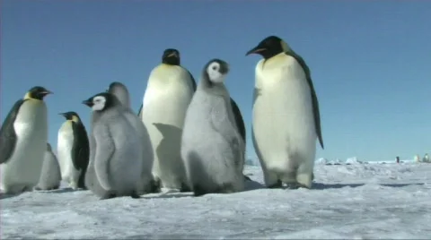 Emperor penguins waiting Stock Footage 604153