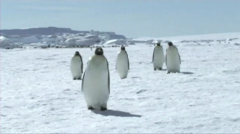 Emperor penguins walking Stock Footage