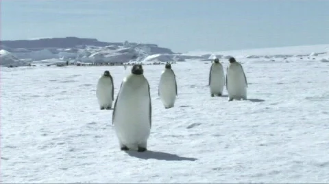 Emperor penguins walking Video stock 604269