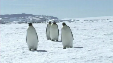 Emperor penguins walking Stock Footage 604281