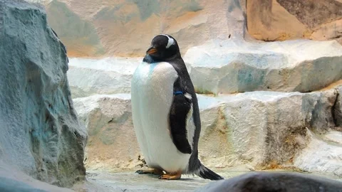 Emperor penguins in the zoo Stock Footage 221852828