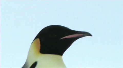 Emperor penuin looking around Stock Footage 602873