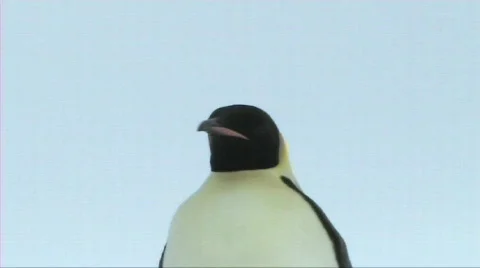 Emperor penuin looking around Stock Footage 604041