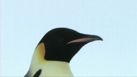 Emperor penuin looking around Stock Footage 604042