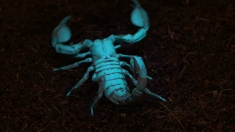 Emperor Scorpion in Blacklight Stock Footage 111252810