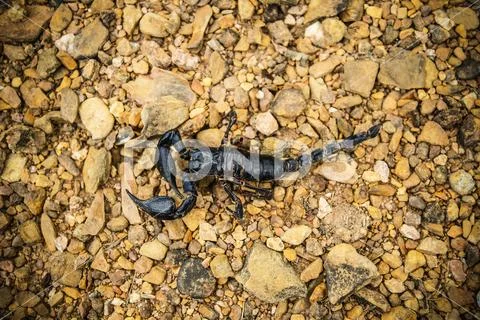 Emperor Scorpion on the ground / The black scorpion dead on the rock - Pandin Stock Photos