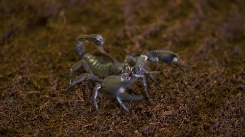 Emperor Scorpion on Mulch in Lab Stock Footage 111251266
