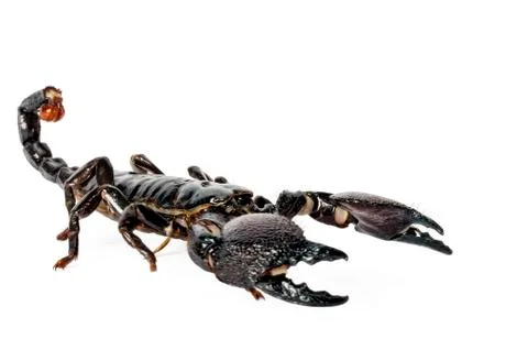 Emperor scorpion Stock Photos