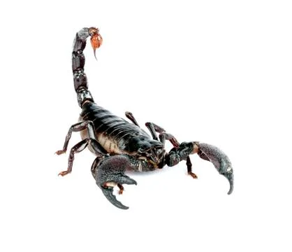 Emperor Scorpion Stock Photos