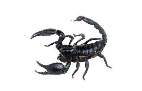 Emperor Scorpion, Stock Photos