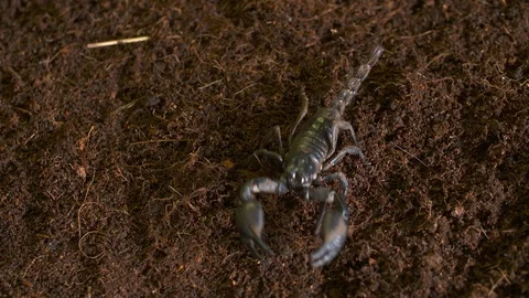 Emperor Scorpion Walking Off Table Stock Footage 111252313