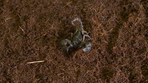 Emperor Scorpion Walking Towards Camera 스톡 동영상 111252189