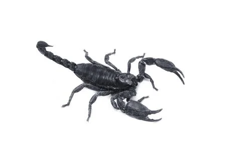 Emperor Scorpion,(Pandinus imperator) isolated on white background. Insect.po Stock Photos
