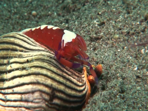 Emperor Shrimp Stock Footage 98703446