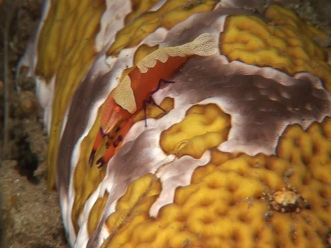 Emperor Shrimp Stock Footage 98703846