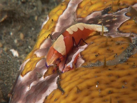 Emperor Shrimp Stock Footage 98703880