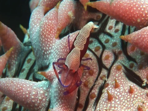 Emperor Shrimp Stock Footage 98703924
