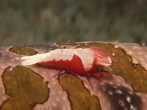 Emperor Shrimp Stock Footage 98704013