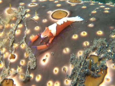 Emperor Shrimp Stock Footage 98704453