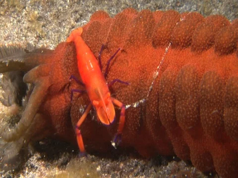 Emperor Shrimp Stock Footage 98704480