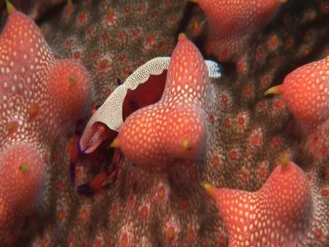 Emperor Shrimp Stock Footage 98704690