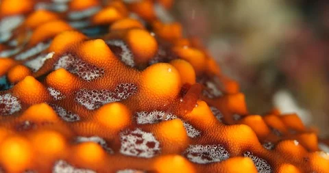 Emperor shrimp Stock Footage 114923803