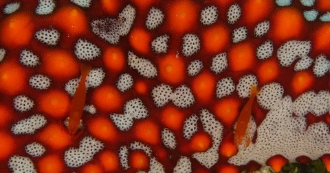 Emperor shrimp Stock Footage 114930434