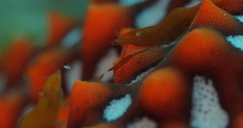 Emperor shrimp Stock Footage 115095191