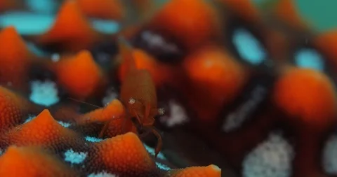 Emperor shrimp 库存影片 115095988