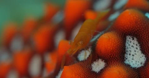 Emperor shrimp Видео 115096362