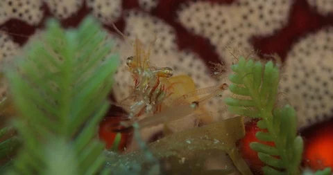 Emperor shrimp Видео 115098475