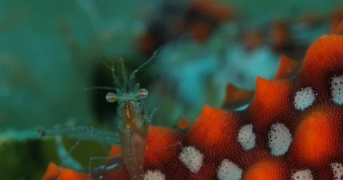 Emperor shrimp Stock Footage 115099017