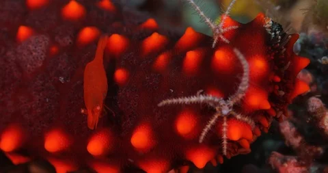 Emperor shrimp Stock Footage 115124326