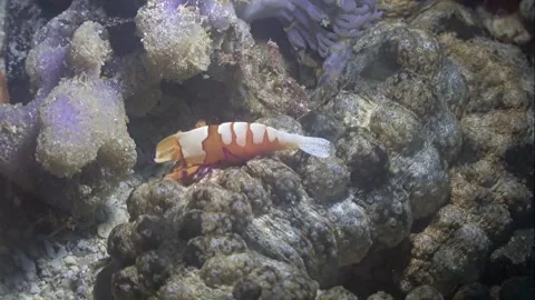 Emperor shrimp Stock Footage 183777410