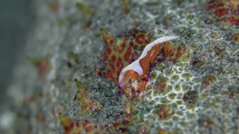 Emperor shrimp Stock Footage 341298268