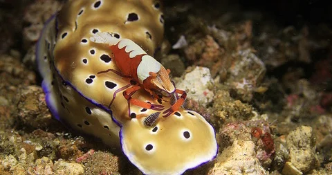 Emperor Shrimp on a Tryon's Risbecia Nudibranch Sea Slug Underwater 库存影片 93159214
