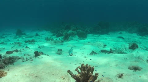 Emperor Snapper on a coral reef. 4k Stock Footage 68444655